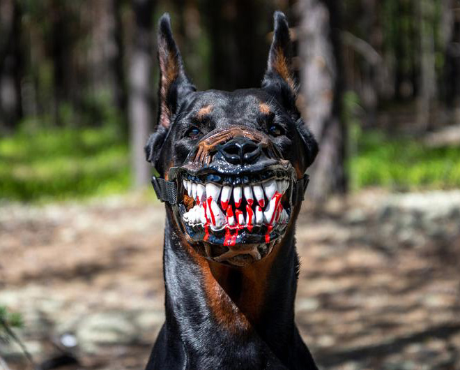 Werewolf dog muzzle.