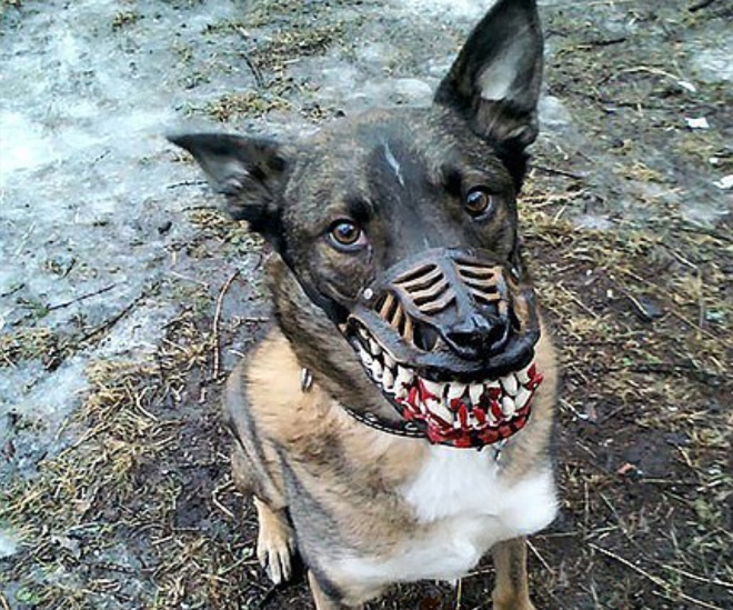 Werewolf dog muzzle.