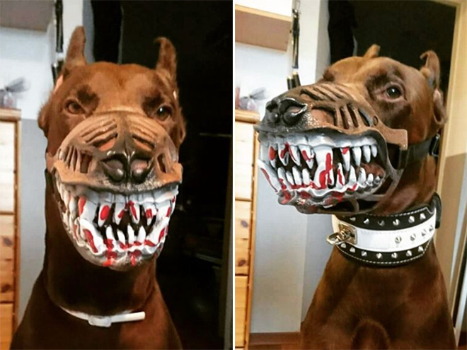 Werewolf dog muzzle.