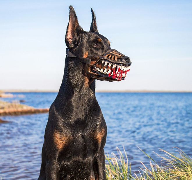 Werewolf dog muzzle.