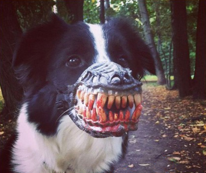 Werewolf dog muzzle.