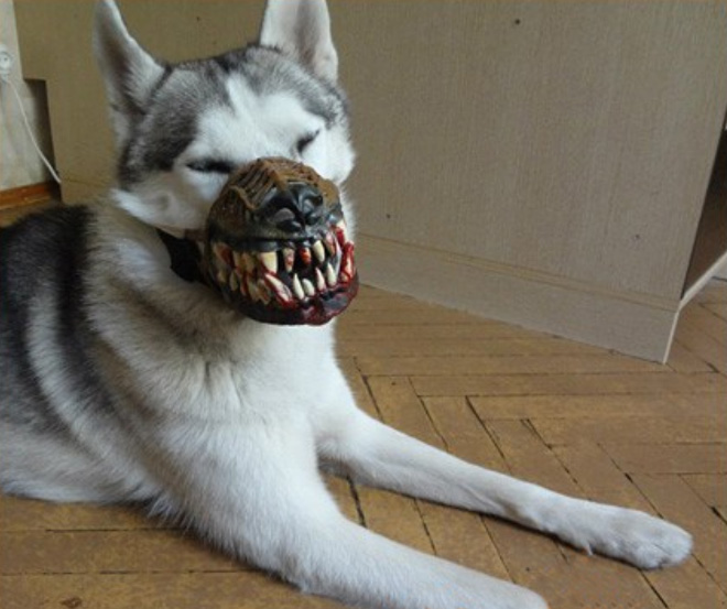 Werewolf dog muzzle.