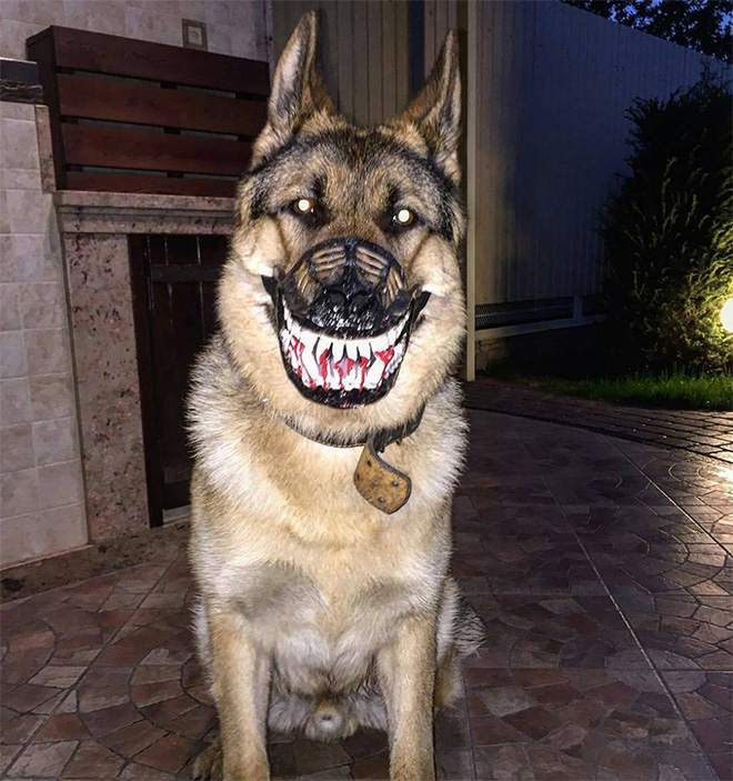 Werewolf dog muzzle.