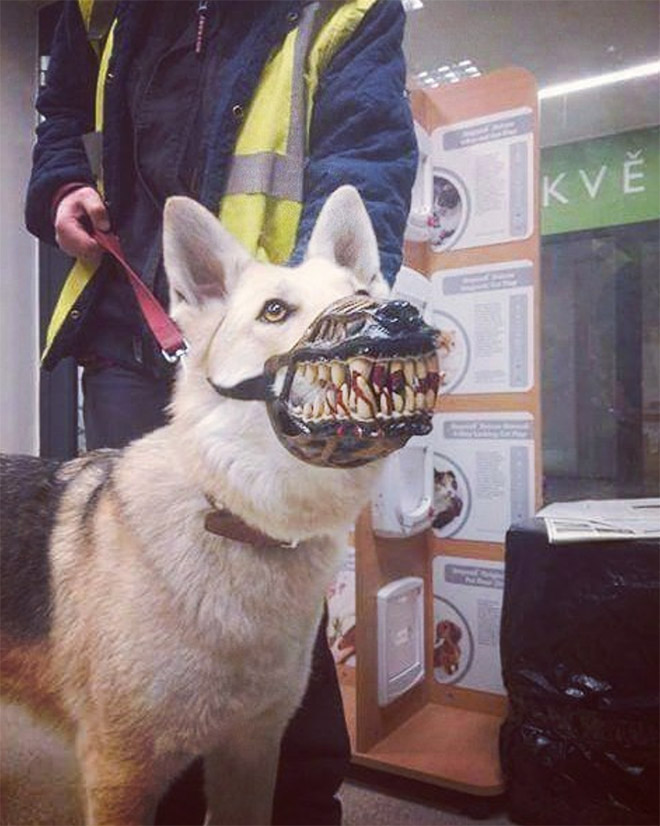 Werewolf dog muzzle.