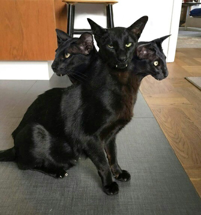 Cat panorama photo gone wrong.