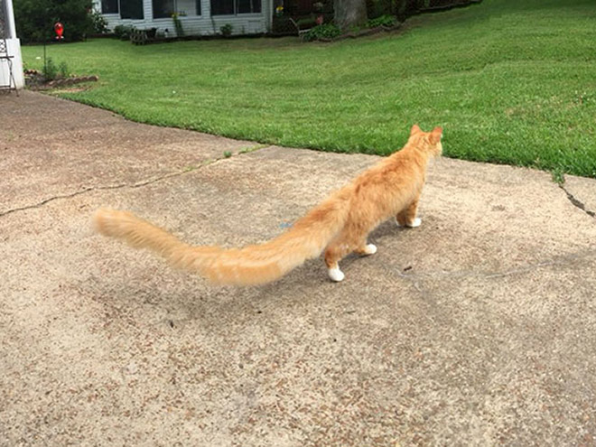 Cat panorama photo gone wrong.