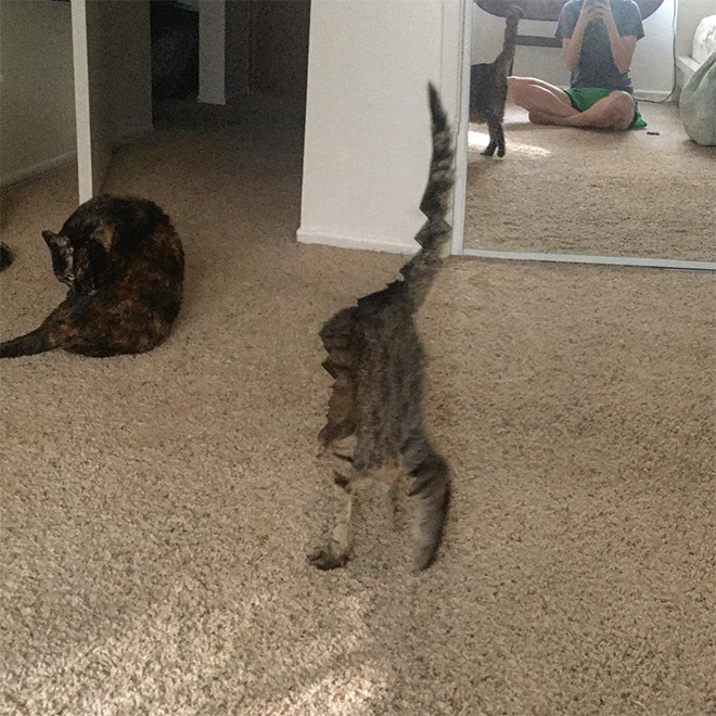 Cat panorama photo gone wrong.