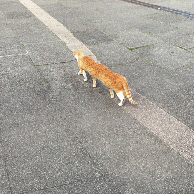 Cat panorama photo gone wrong.