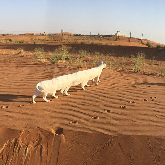 Cat panorama photo gone wrong.