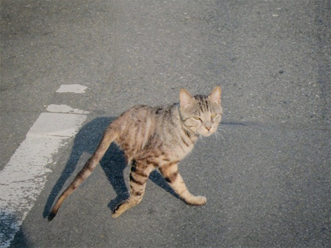 Cat panorama photo gone wrong.