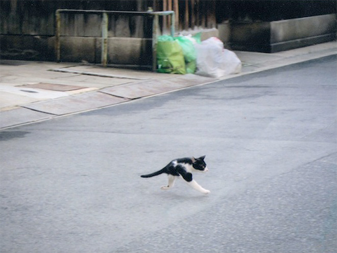 Cat panorama photo gone wrong.