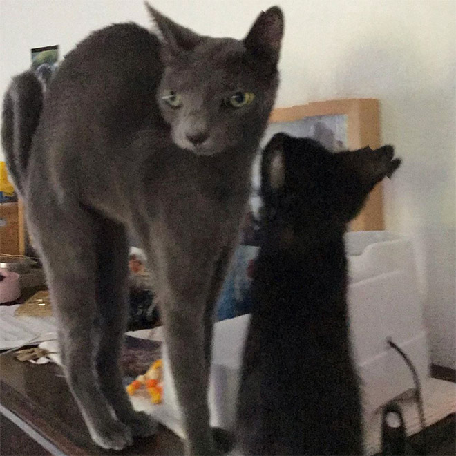 Cat panorama photo gone wrong.