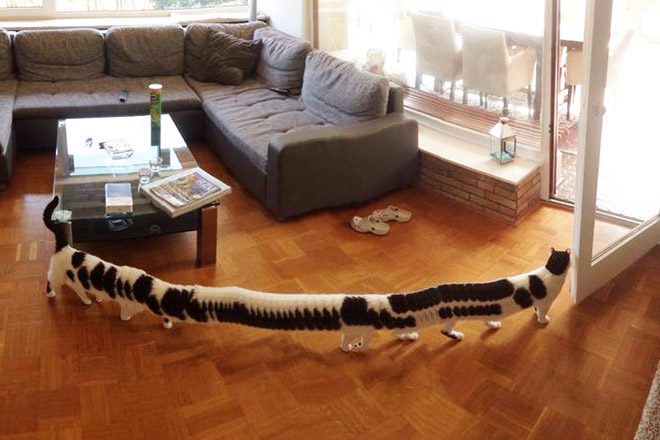 Cat panorama photo gone wrong.