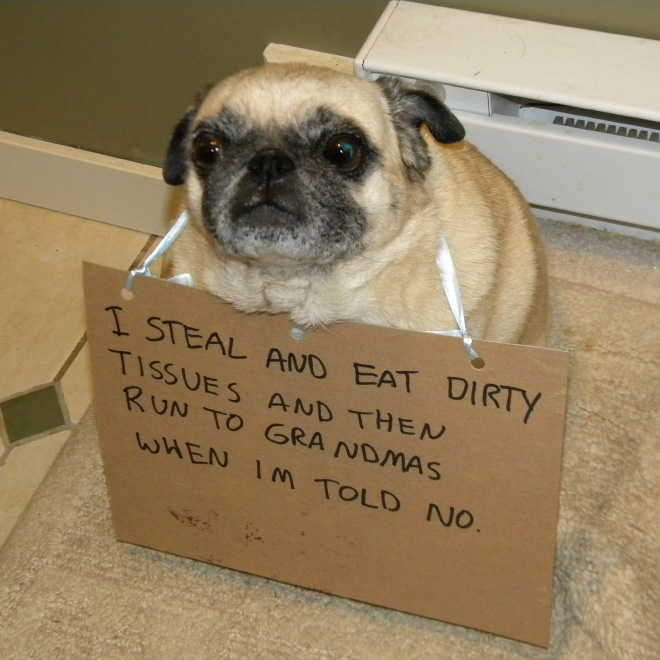 Dog shaming is always funny.