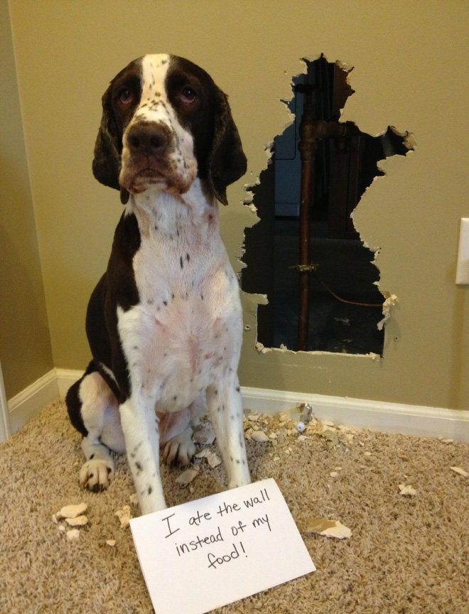 Dog shaming is always funny.