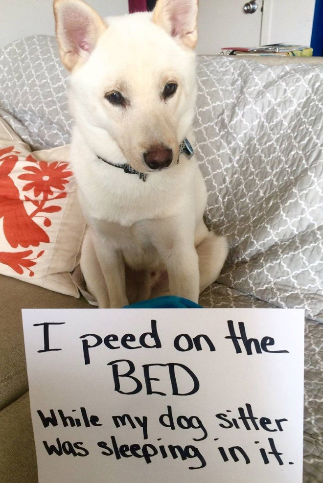 Dog shaming is always funny.