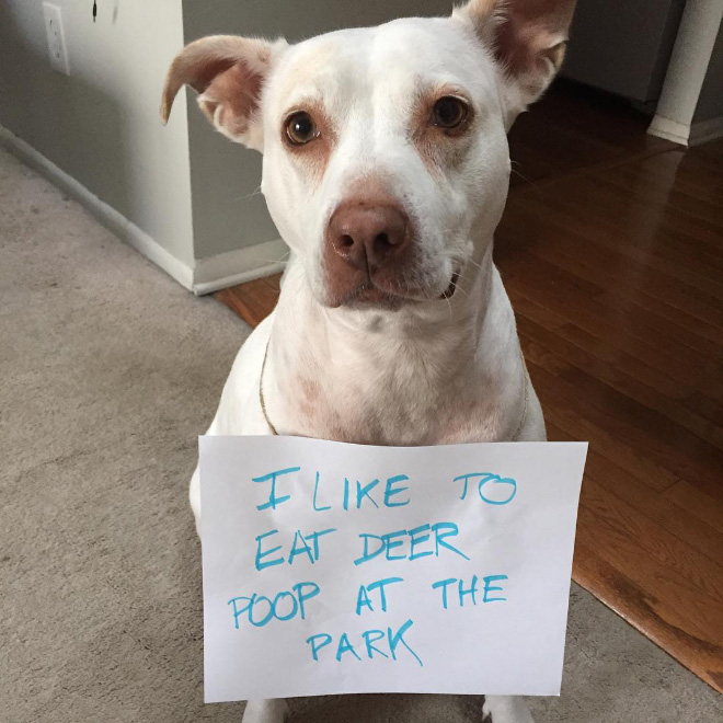 Dog shaming is always funny.