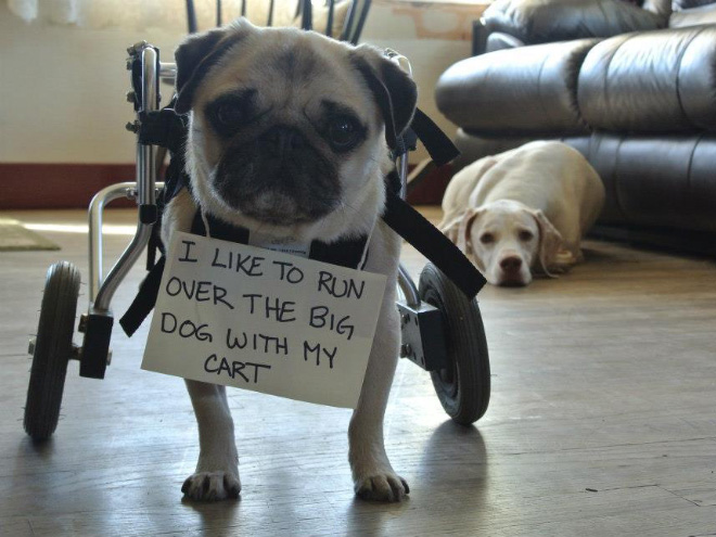 Dog shaming is always funny.