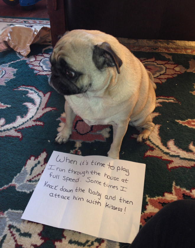 Dog shaming is always funny.