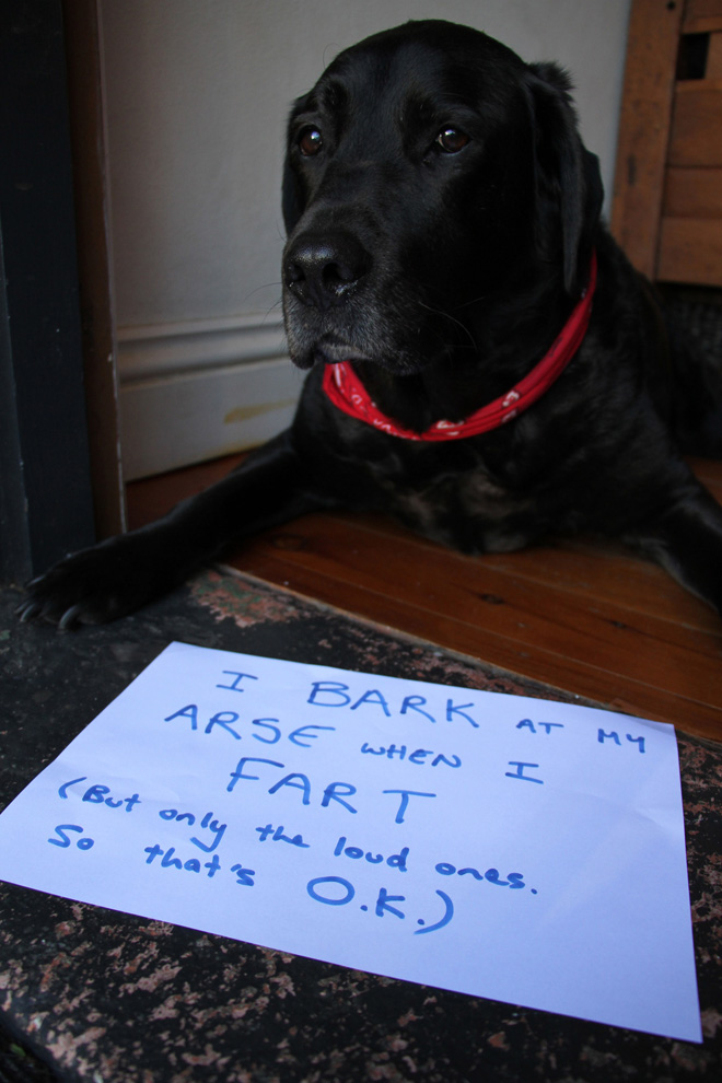 Dog shaming is always funny.