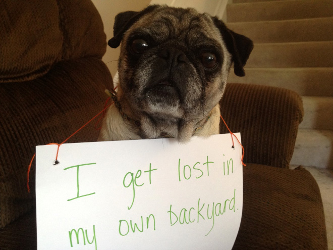 Dog shaming is always funny.