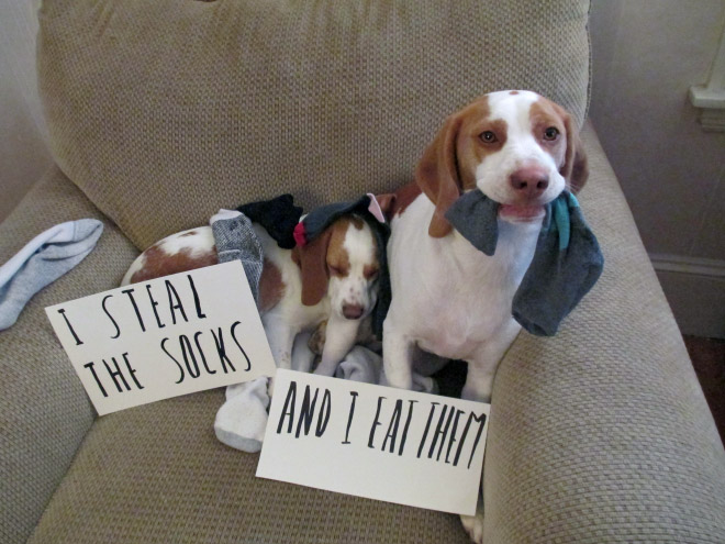 Dog shaming is always funny.