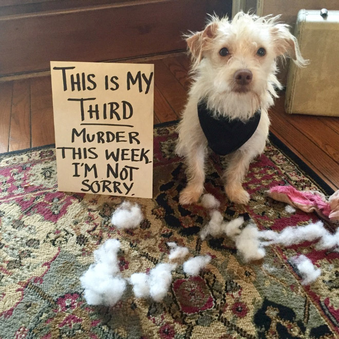 Dog shaming is always funny.