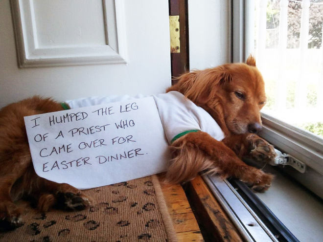 Dog shaming is always funny.