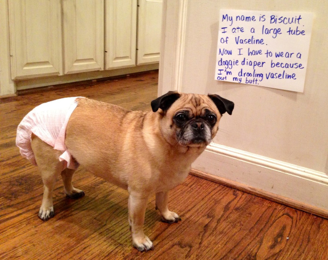 Dog shaming is always funny.
