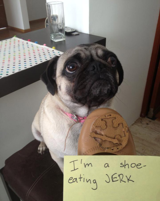 Dog shaming is always funny.