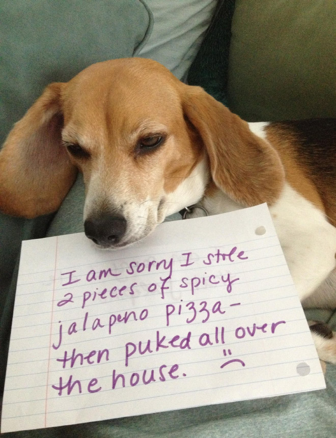 Dog shaming is always funny.