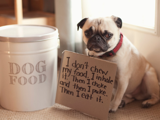 Dog shaming is always funny.