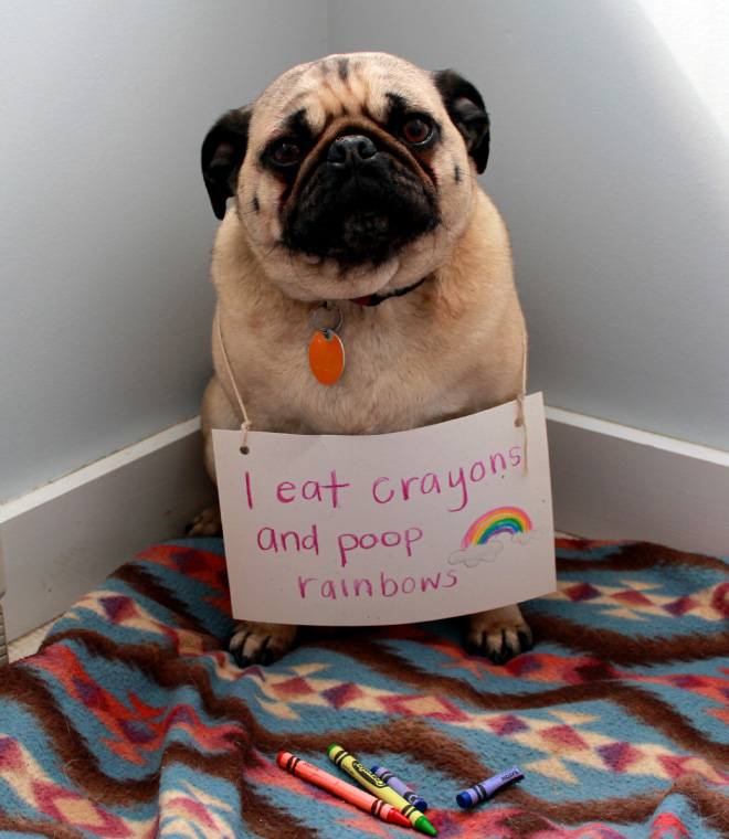 Dog shaming is always funny.