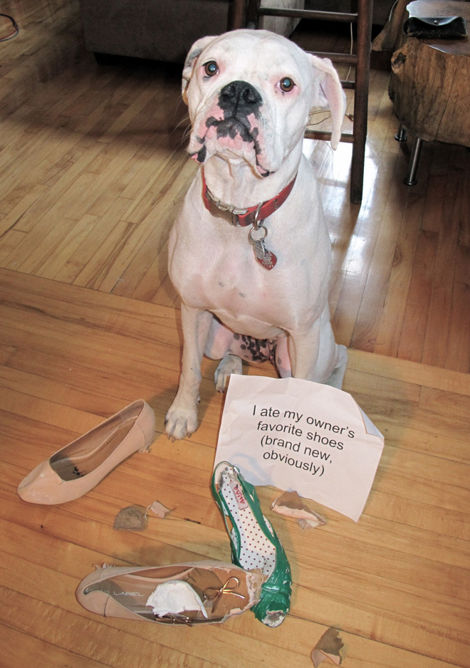 Dog shaming is always funny.