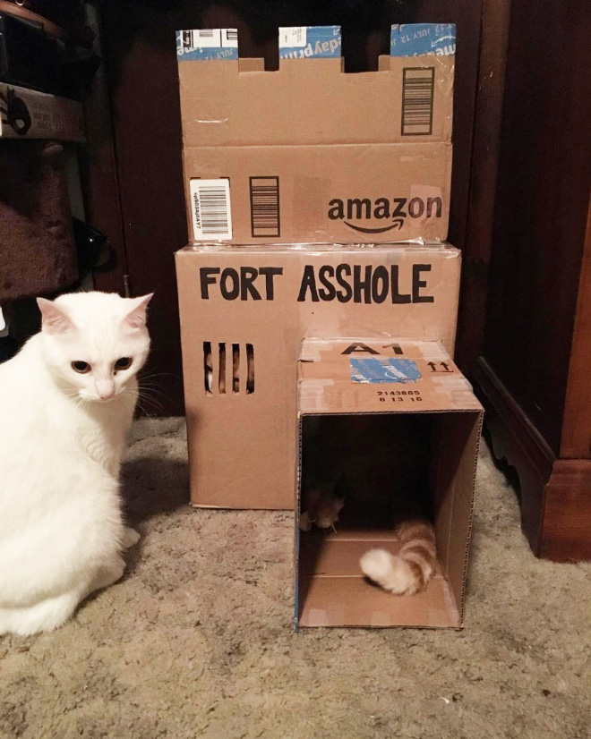 Perfect house for your cat.
