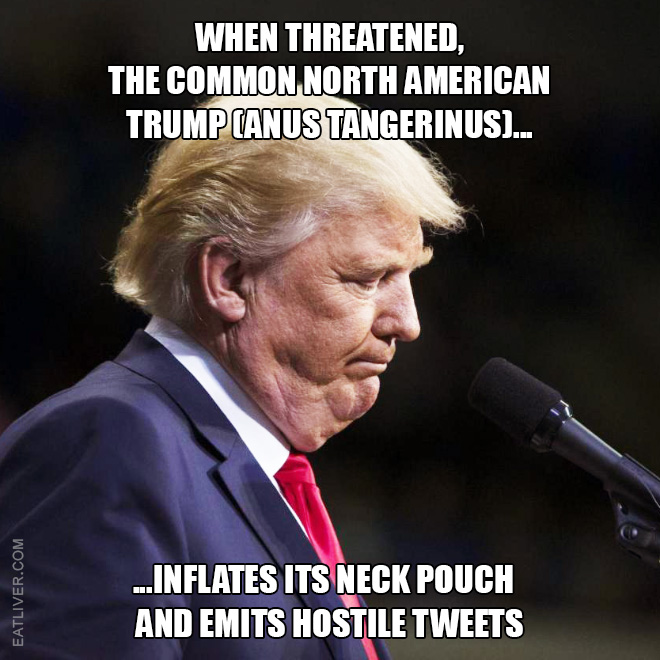 When threatened, the Common North American Trump (anus tangerinus) inflates its neck pouch and emits hostile tweets.