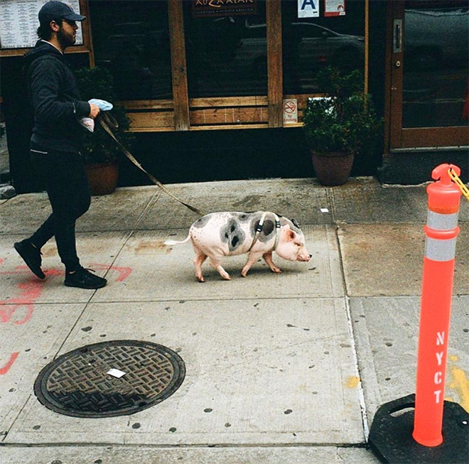 NYC has a hipster pandemic!