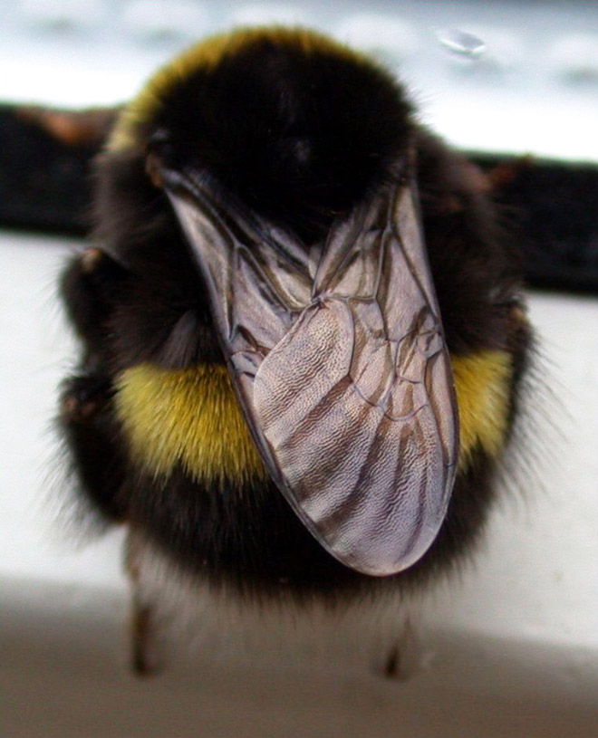 Cute bumblebee butt.