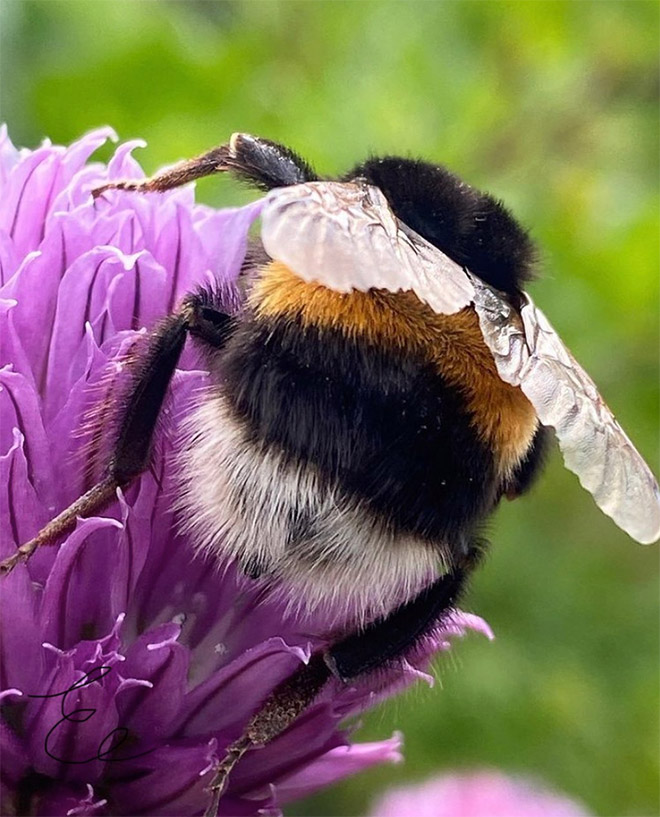 Cute bumblebee butt.