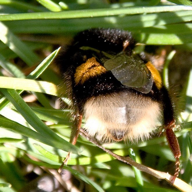 Cute bumblebee butt.