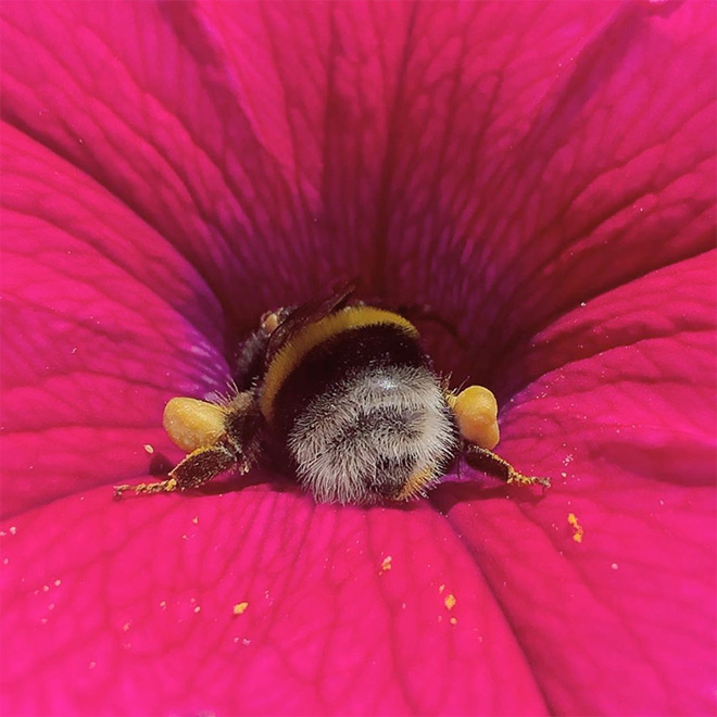 Cute bumblebee butt.