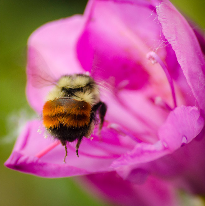 Cute bumblebee butt.