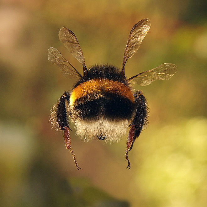 Cute bumblebee butt.