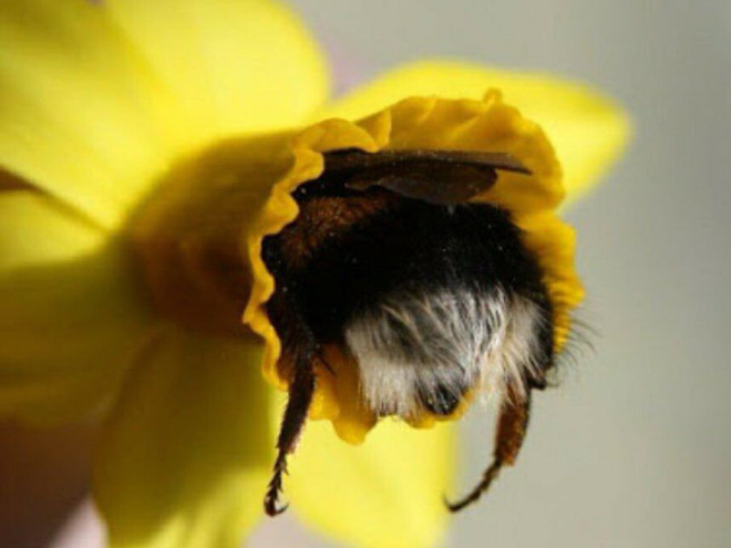 Cute bumblebee butt.