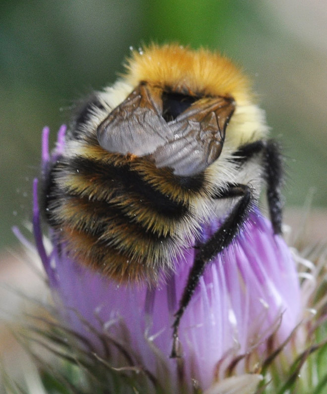 Cute bumblebee butt.