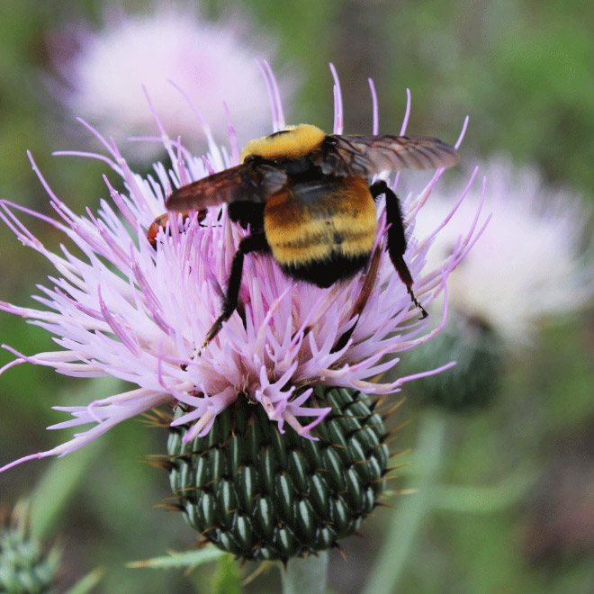 Cute bumblebee butt.