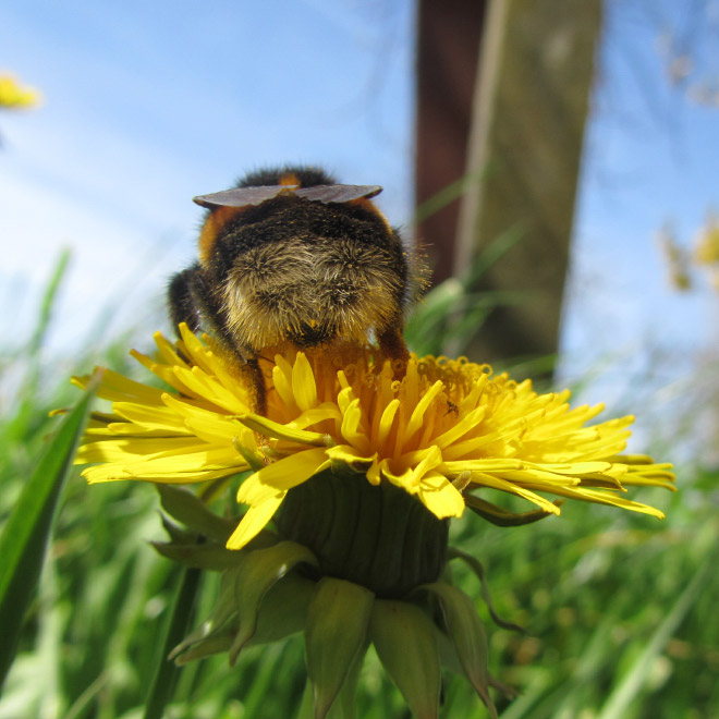 Cute bumblebee butt.