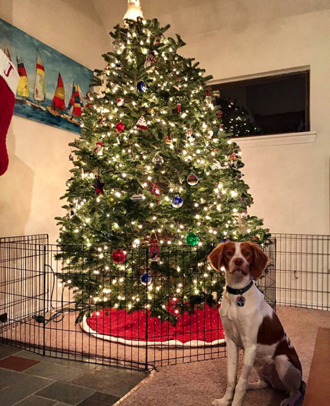 How to protect your Christmas tree from pets.