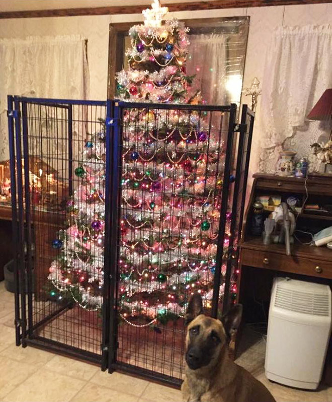 How to protect your Christmas tree from pets.