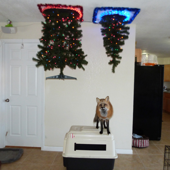 How to protect your Christmas tree from pets.